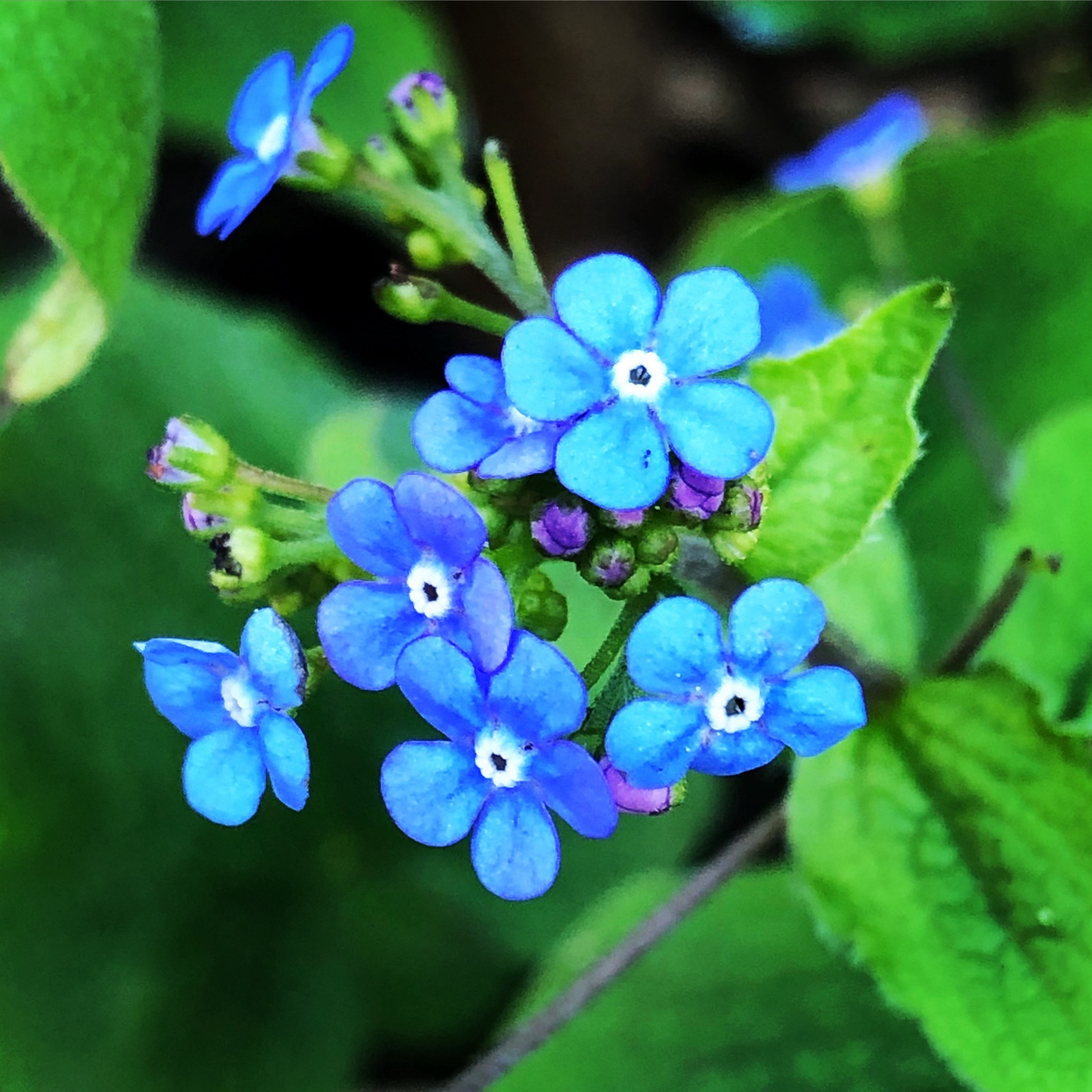 Blue forget-me-nots