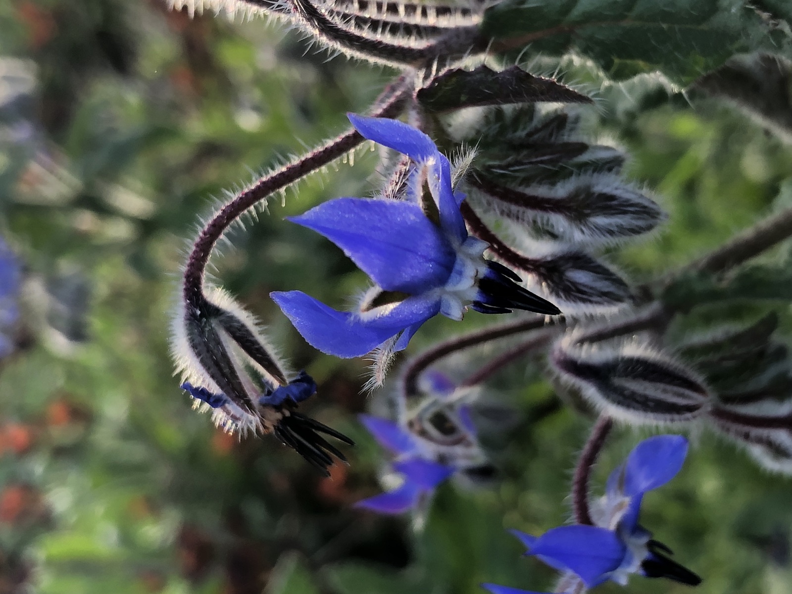 Borage flowers