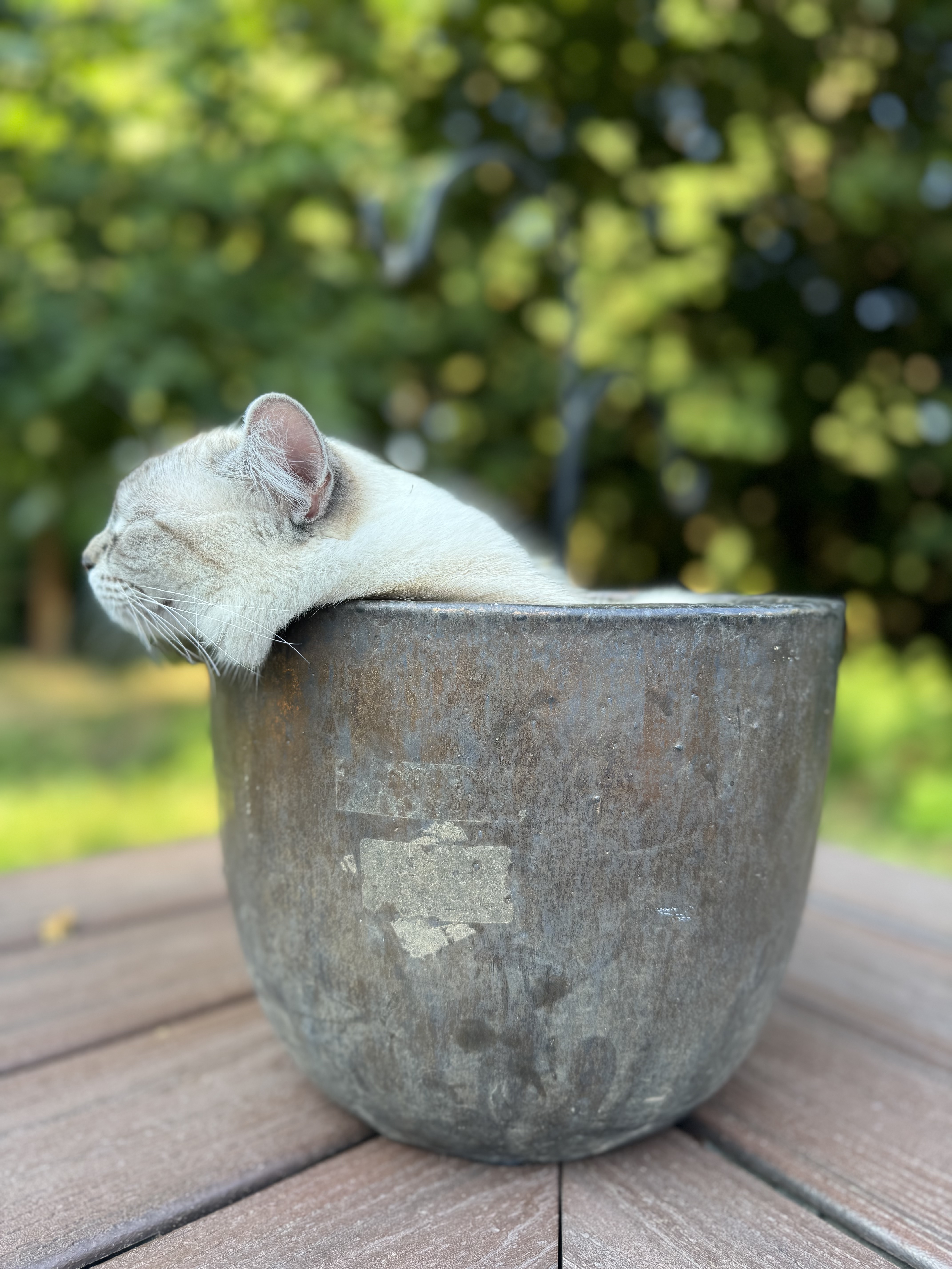 Cat curled in a wooden bowl