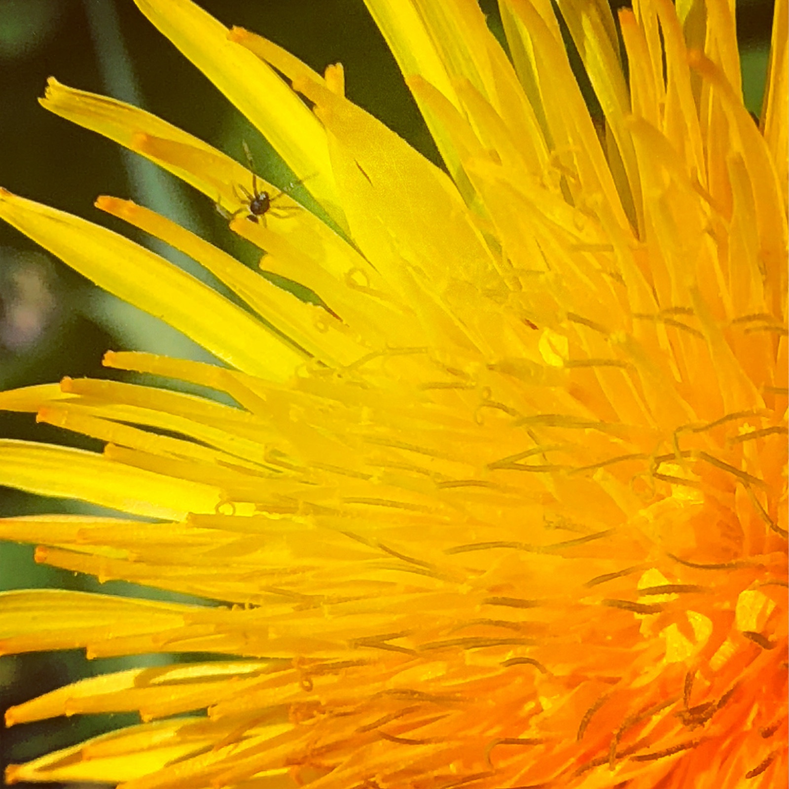 Dandelion macro