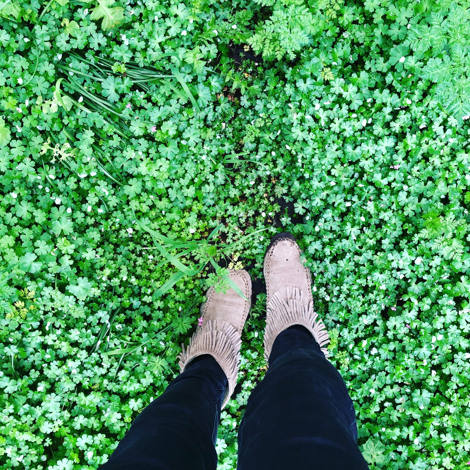 Standing in clover