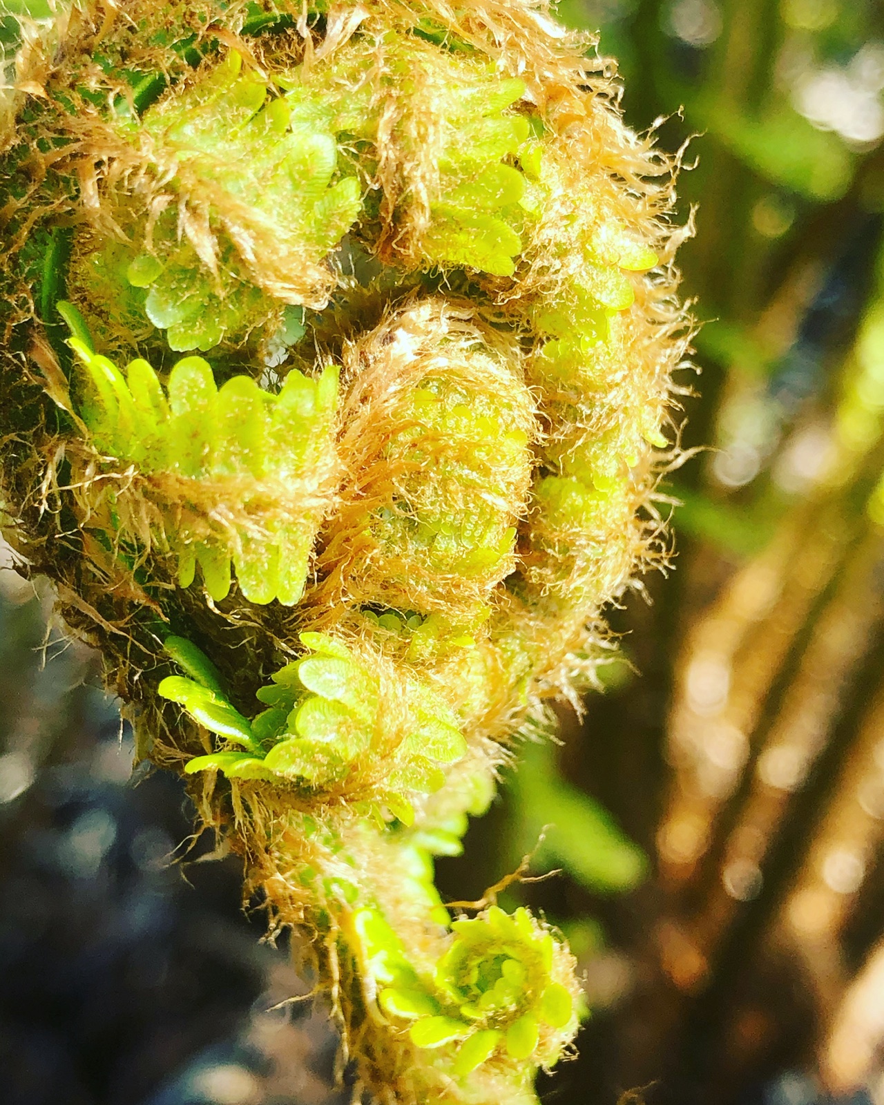 Fern fiddlehead