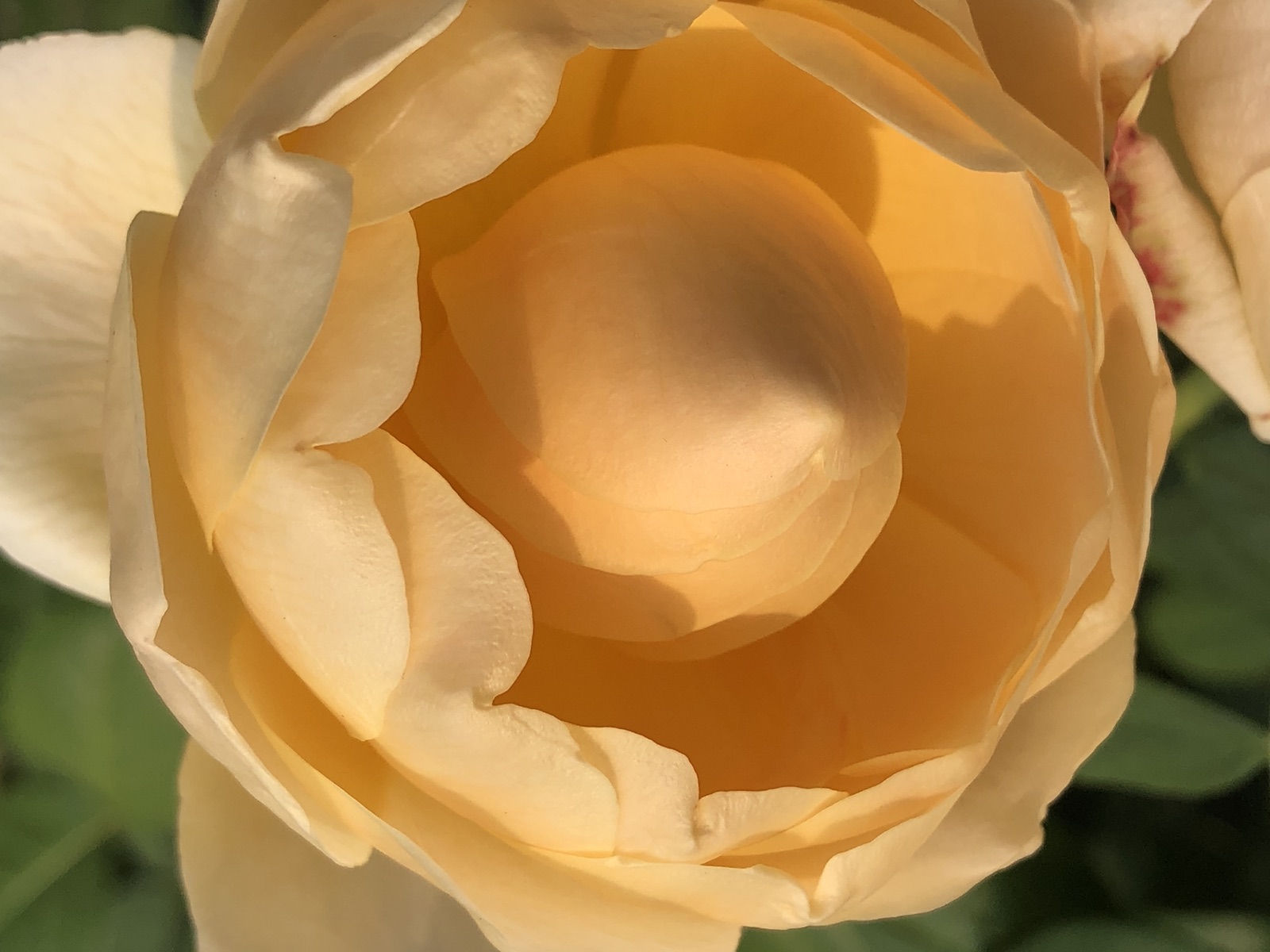 Golden rose