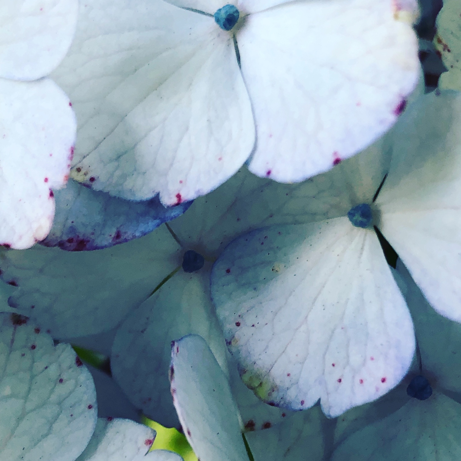 Hydrangea petals