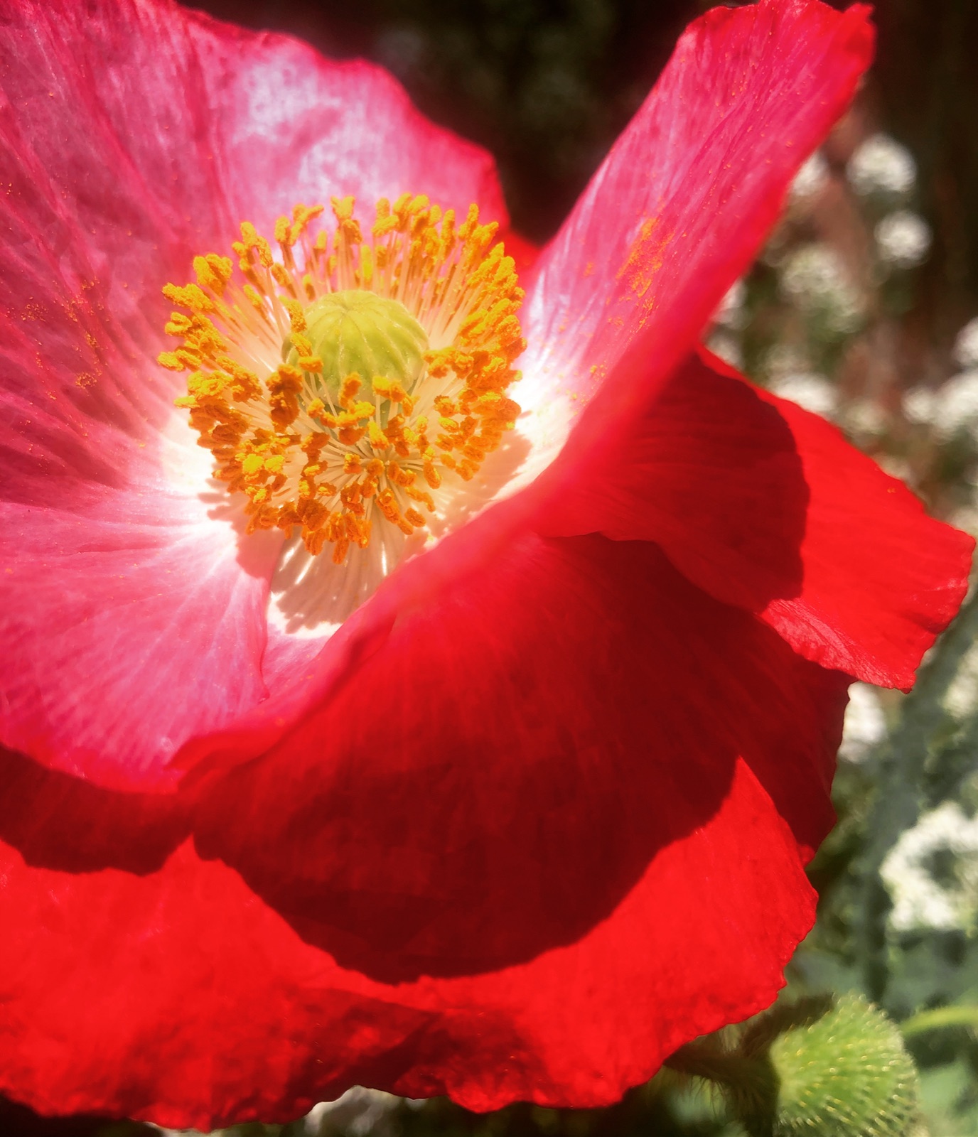 Red poppy