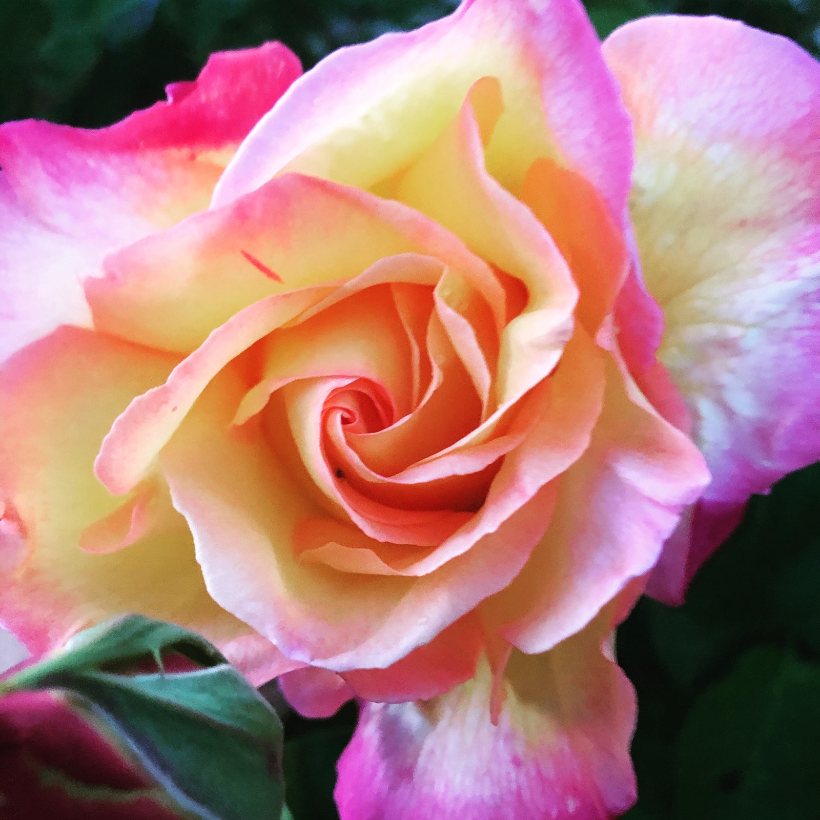 Rainbow rose