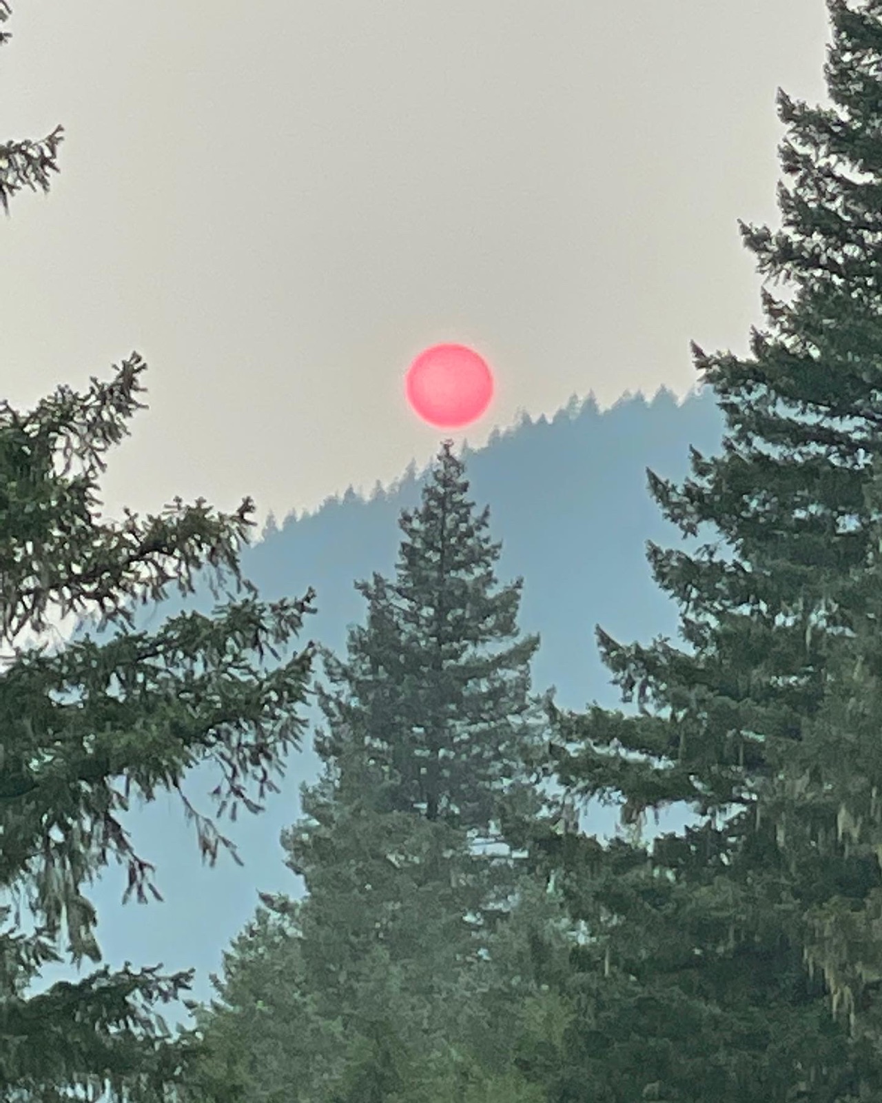 Red sun through smoke and trees