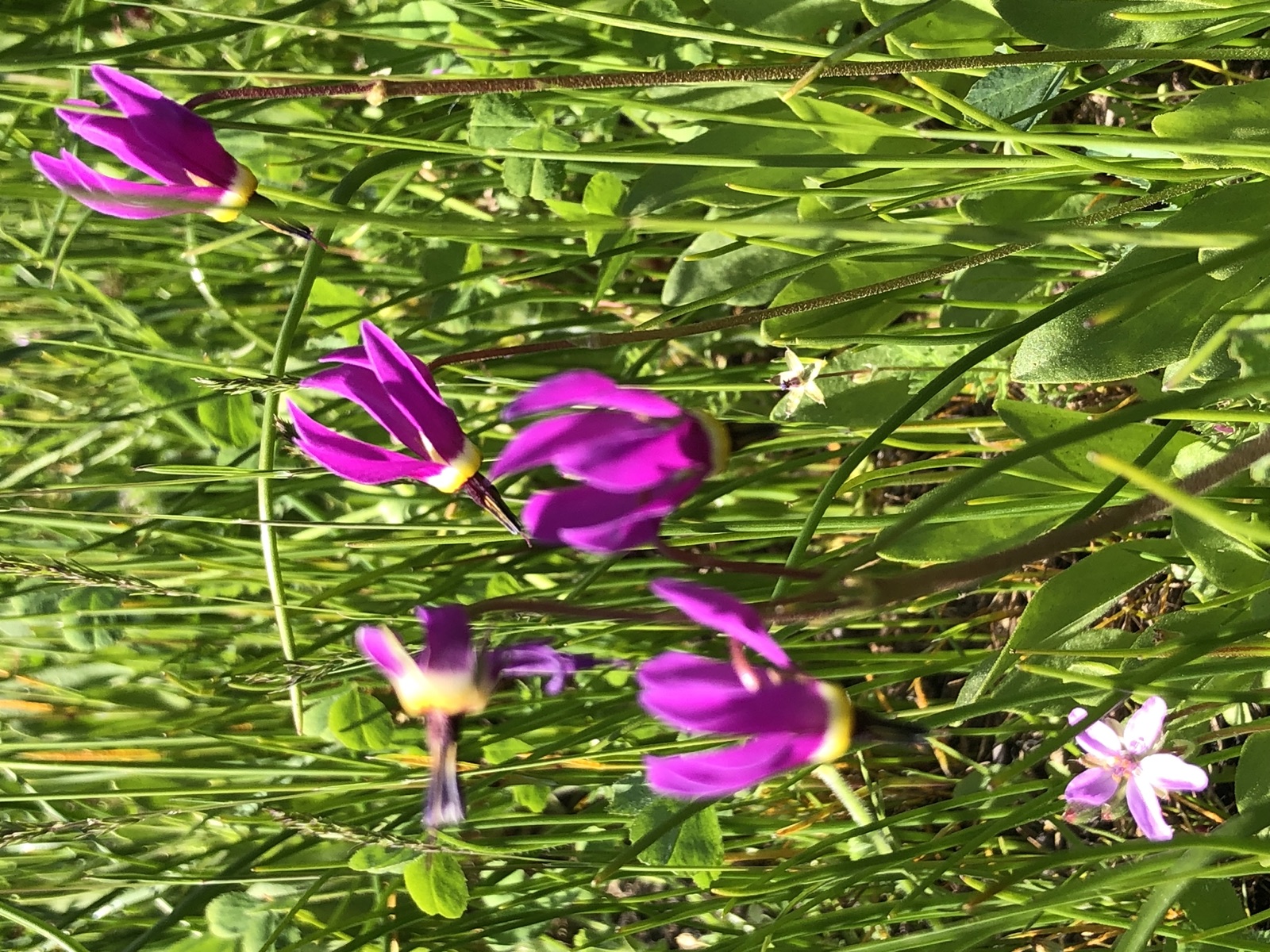 Shooting star wildflowers