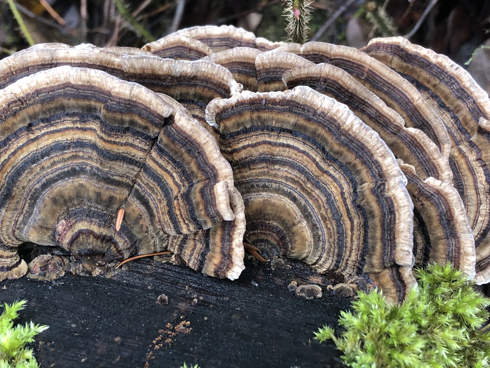 Turkey tail fungi